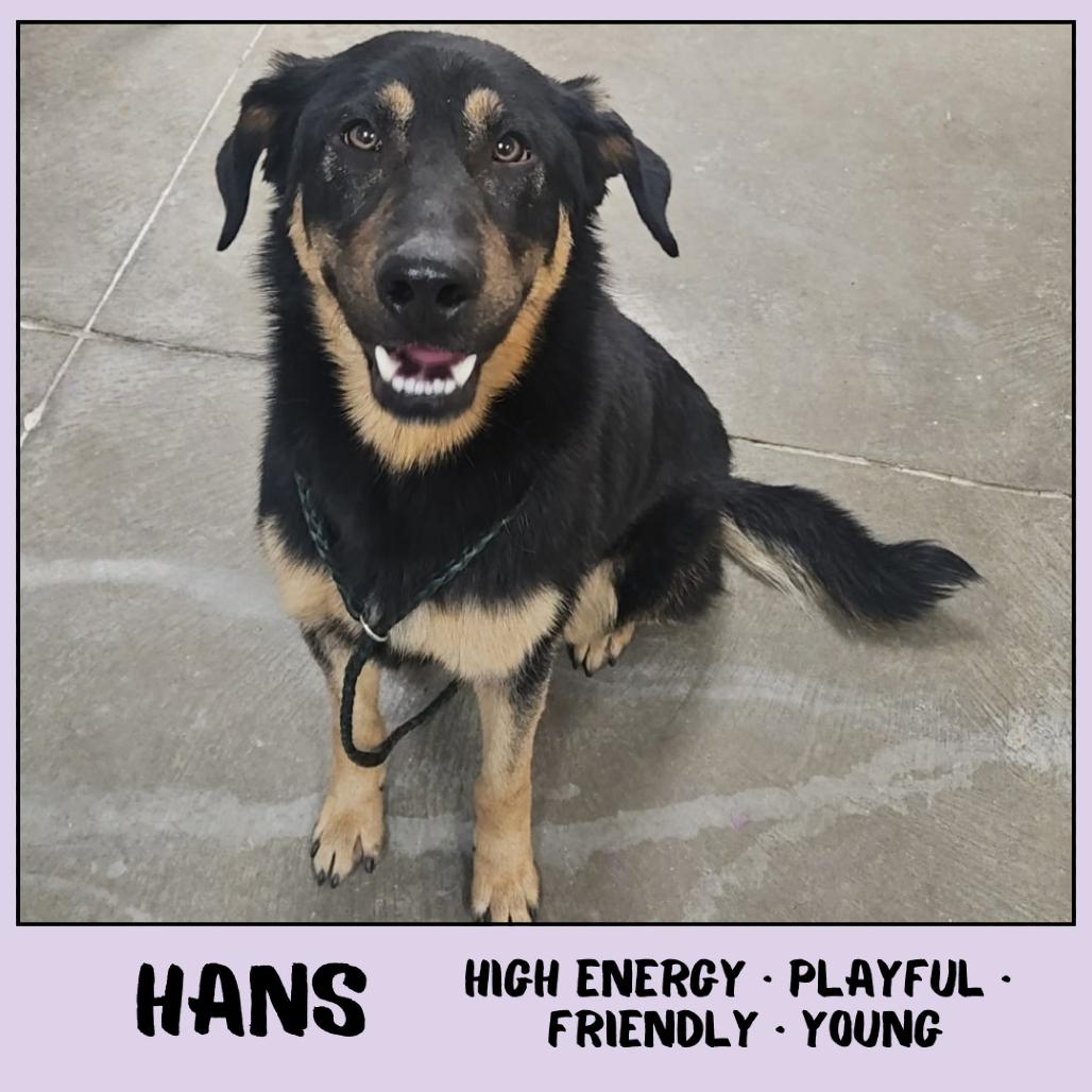 Enlarge Hans, a Adoptable mixed breed in Ottawa, KS image 2/3