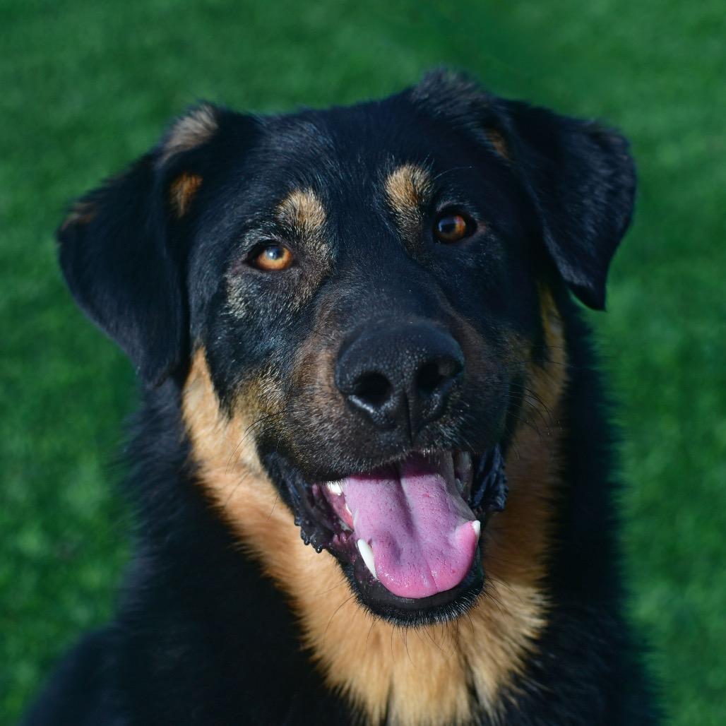 Enlarge Hans, a Adoptable mixed breed in Ottawa, KS image 3/3
