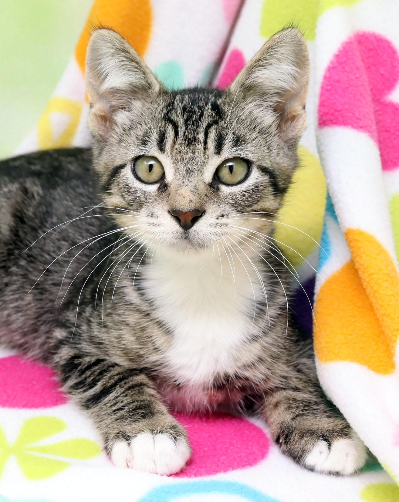 Virga, Adoptable, Kitten Male Domestic Short Hair.