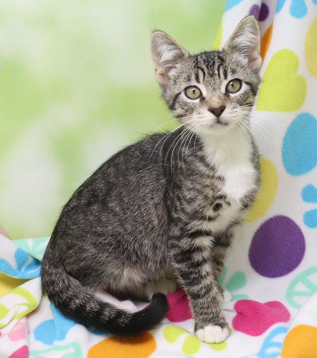 Enlarge Virga, a Adoptable Domestic Short Hair in Tierra Verde, FL image 2/3