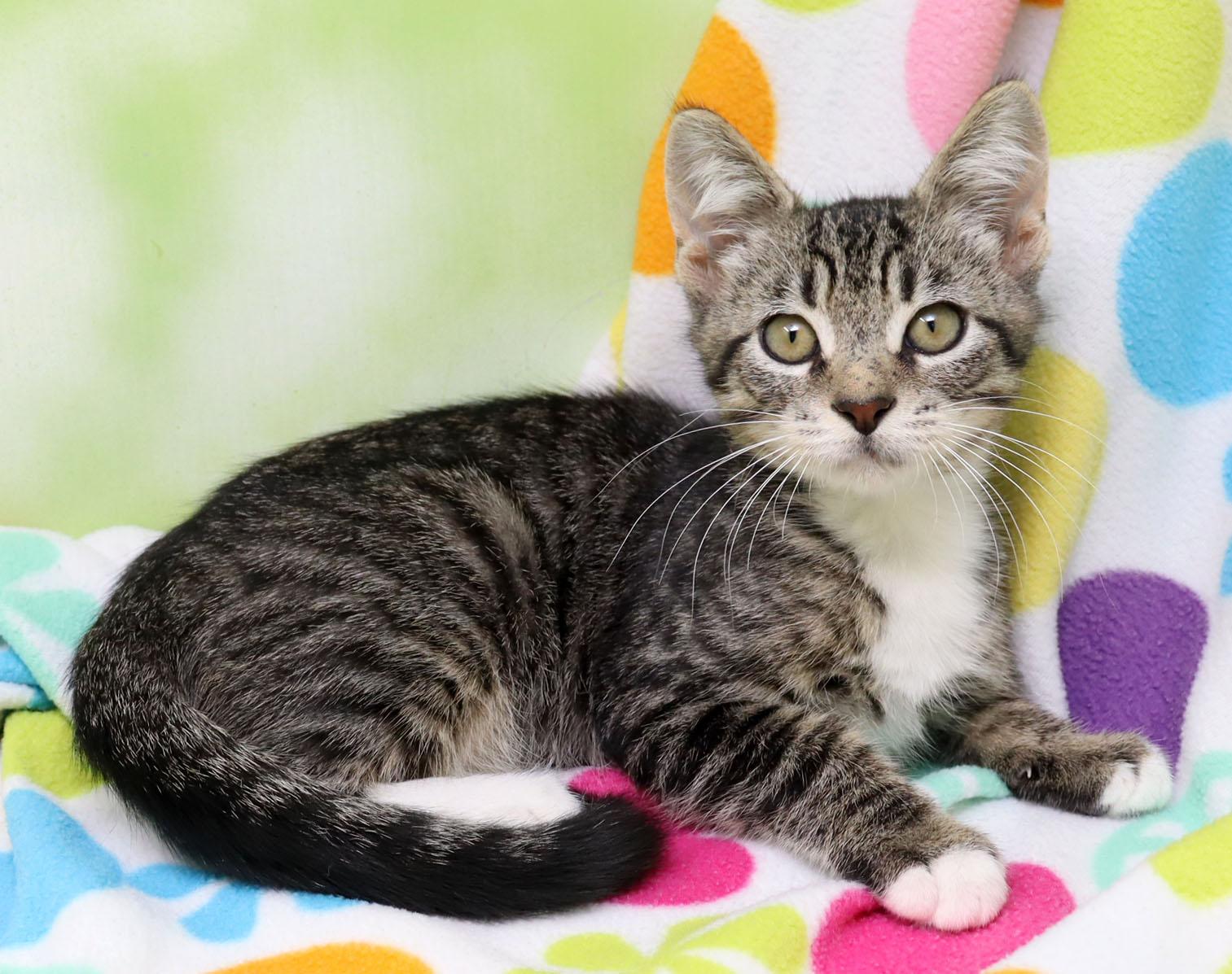 Enlarge Virga, a Adoptable Domestic Short Hair in Tierra Verde, FL image 3/3