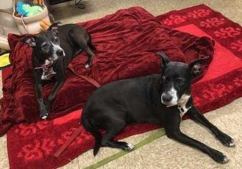 Paisley, Adoptable, Senior Female Labrador Retriever.