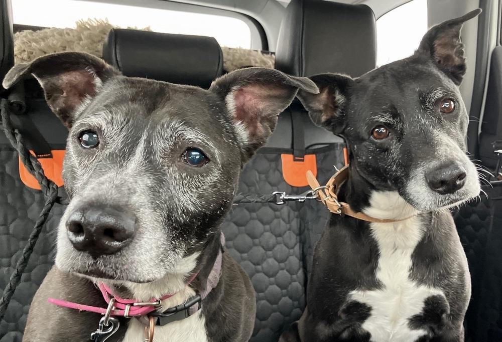 Paisley, Adoptable, Senior Female Labrador Retriever.