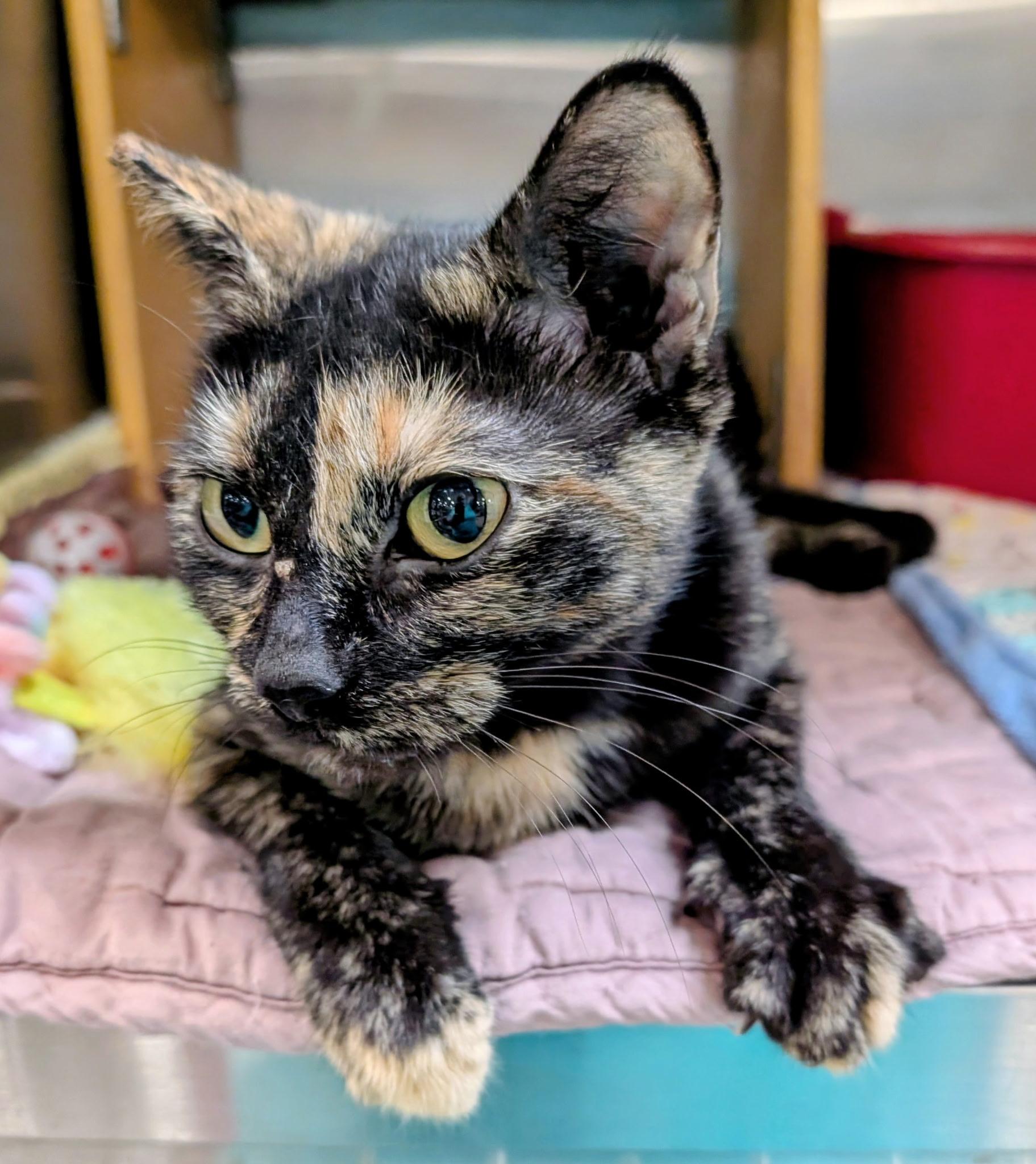 Enlarge Chai, a Adoptable Domestic Short Hair in Morganton, NC image 2/3