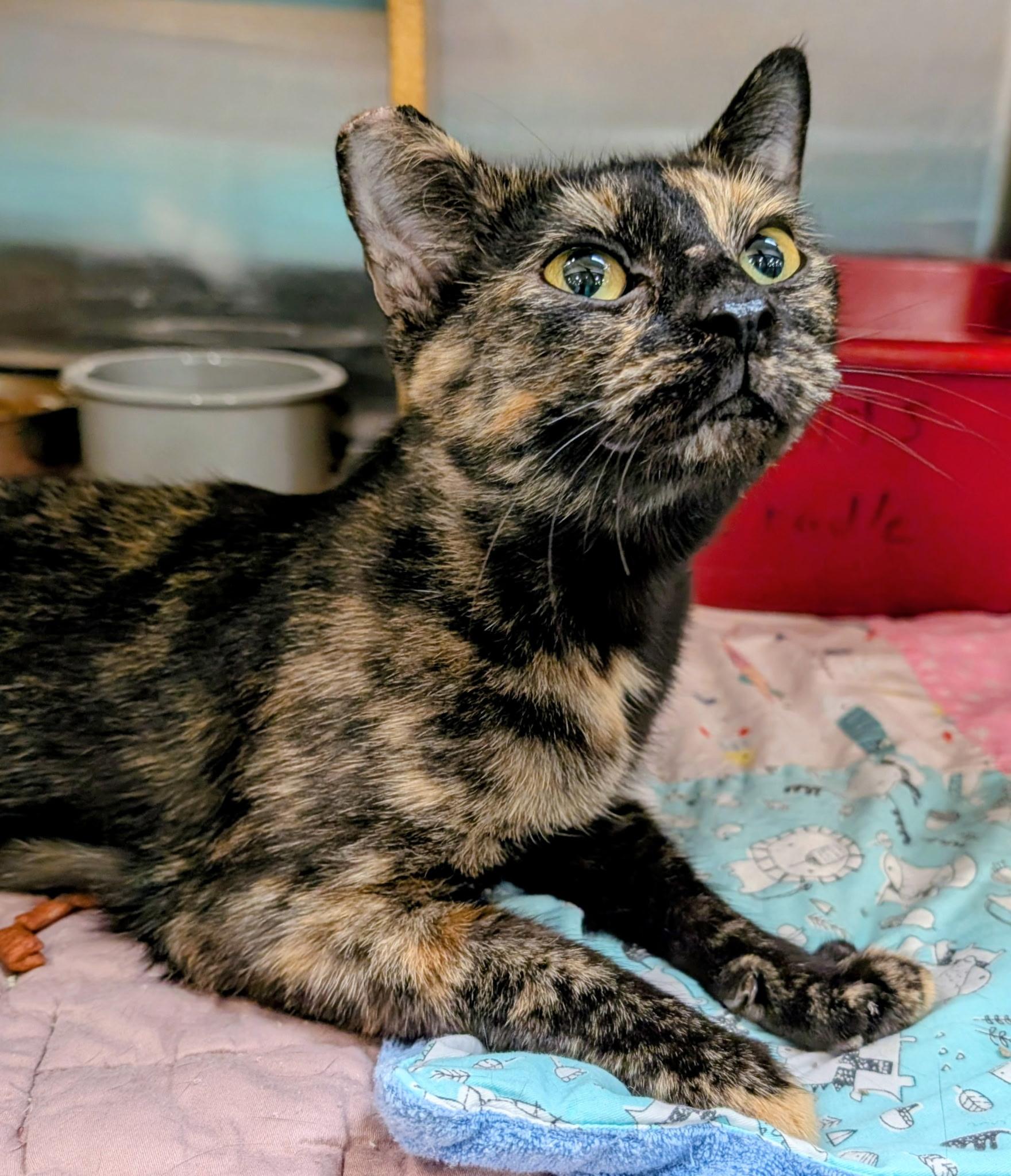 Enlarge Chai, a Adoptable Domestic Short Hair in Morganton, NC image 3/3