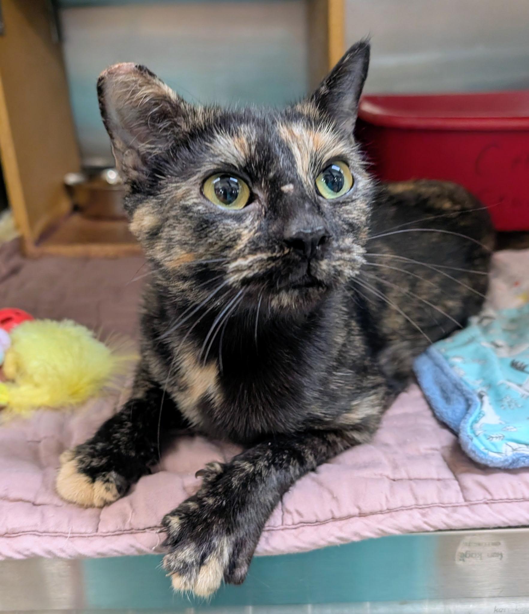 Chai, Adoptable, Young Female Domestic Short Hair.