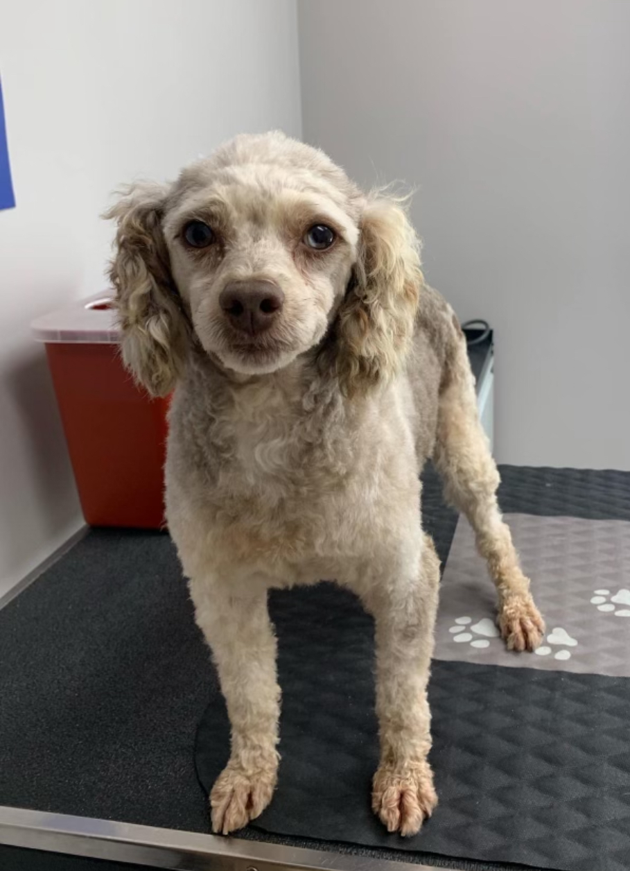 Dog for adoption Elvis!!, a Miniature Poodle in Celina, OH Petfinder