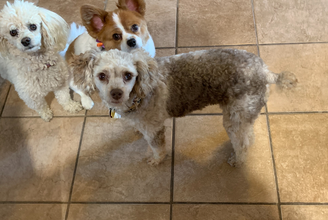 Dog for adoption Elvis!!, a Miniature Poodle in Celina, OH Petfinder