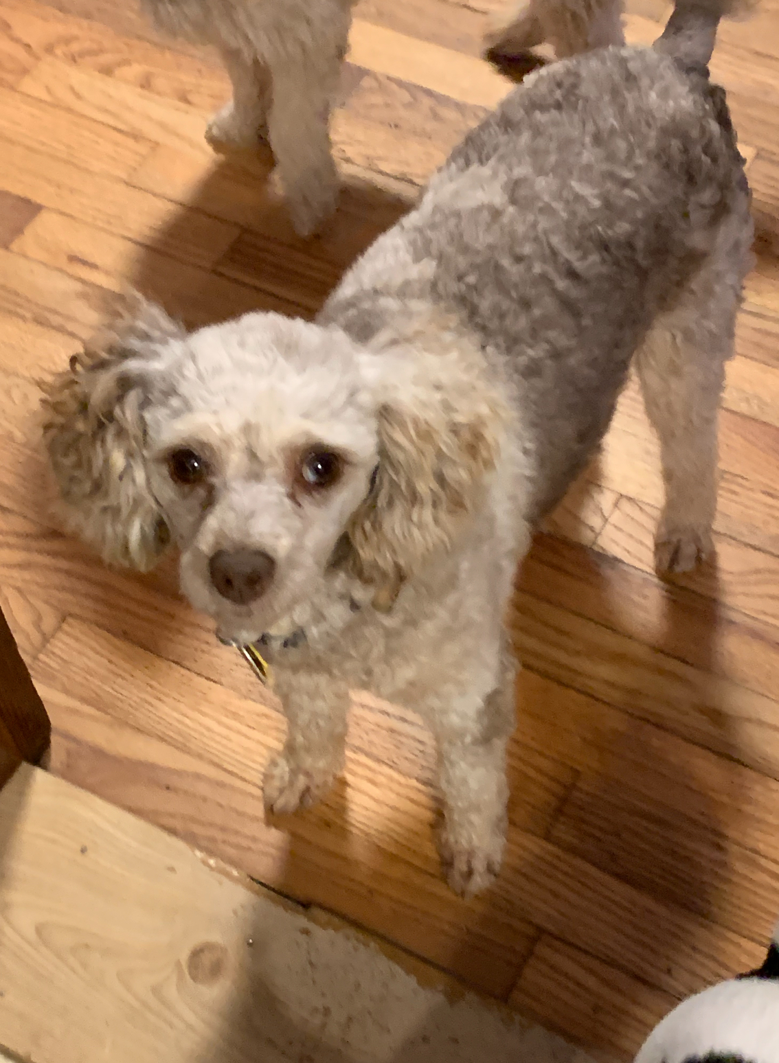 Dog for adoption Elvis!!, a Miniature Poodle in Celina, OH Petfinder