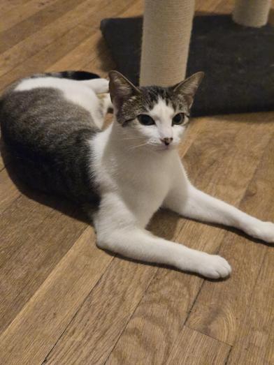 Sylvia — thumbnail 2