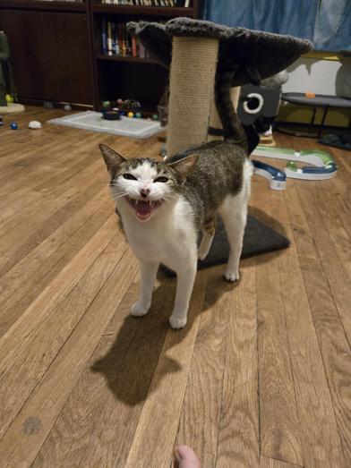 Sylvia — thumbnail 3