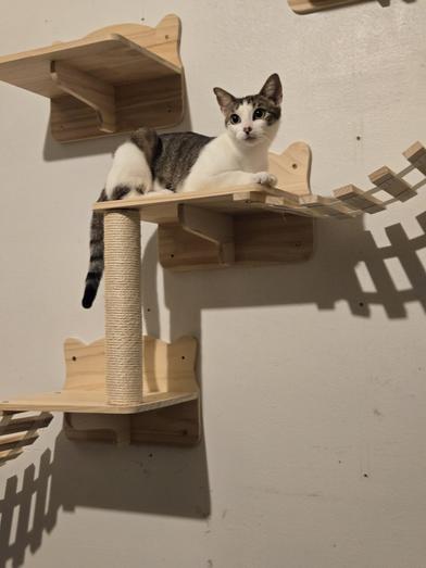 Sylvia — thumbnail 4