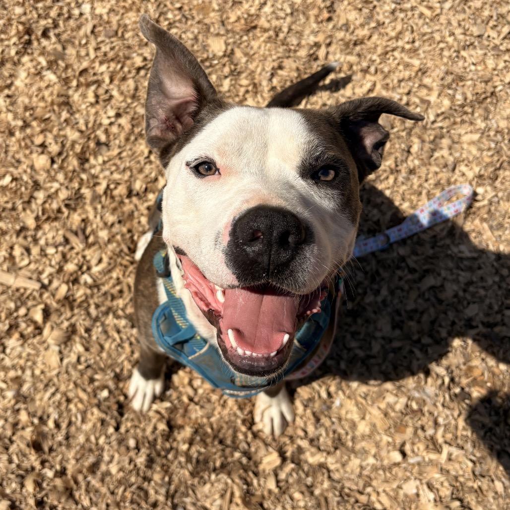 Enlarge Petey (Adoption Fee SPONSORED!), a Adoptable Mixed Breed in Alabaster, AL image 2/6
