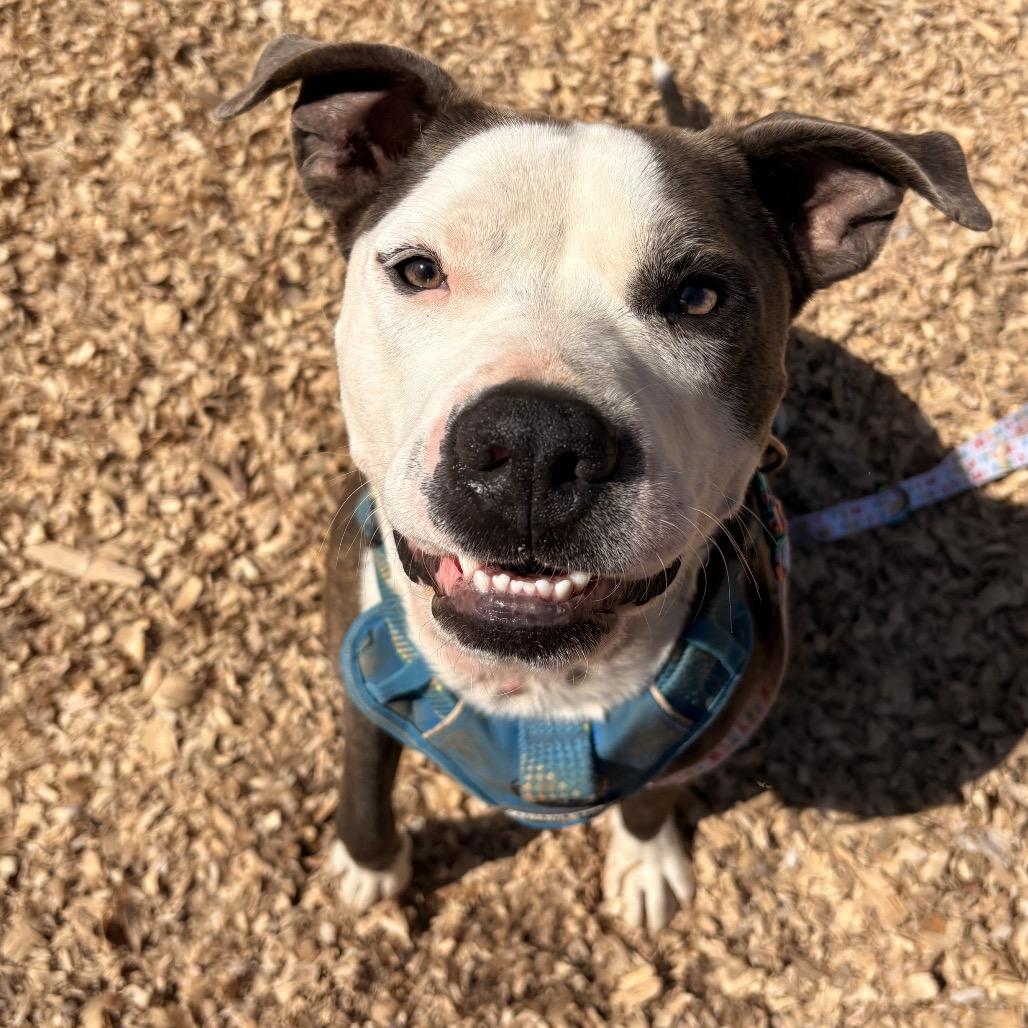 Enlarge Petey (Adoption Fee SPONSORED!), a Adoptable Mixed Breed in Alabaster, AL image 6/6