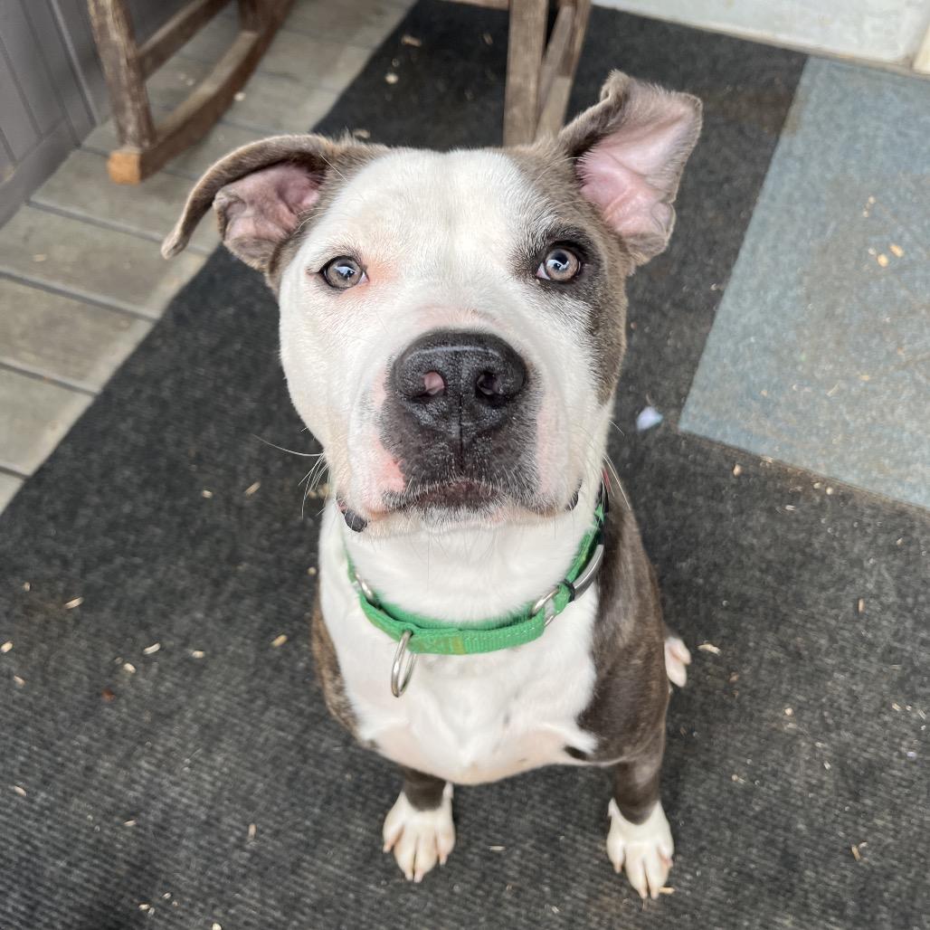 Petey, a Adoptable Mixed Breed in Alabaster, AL image 6/6