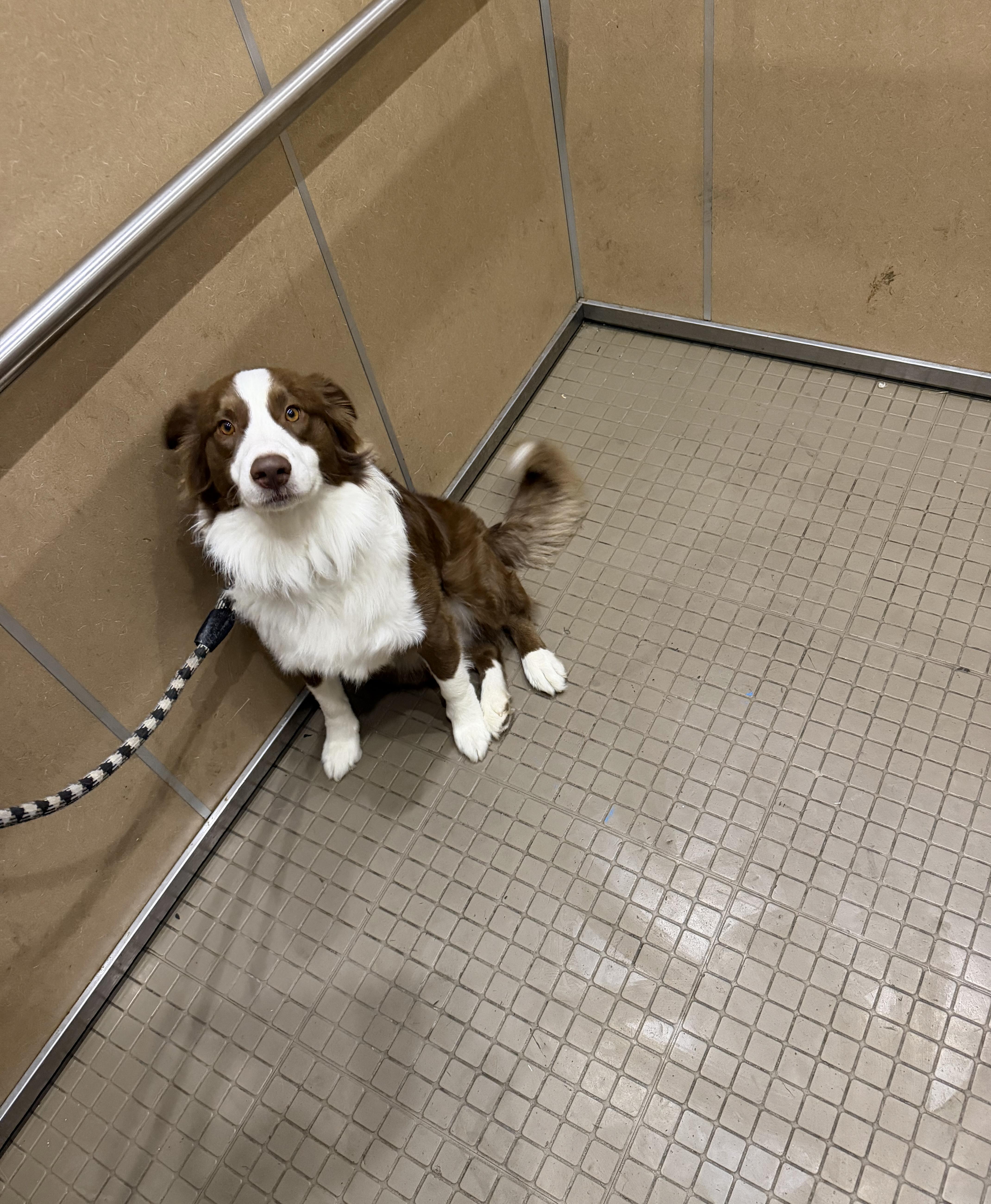 Enlarge Azzaro, a ADOPTABLE Australian Shepherd in Davis, CA image 2/6
