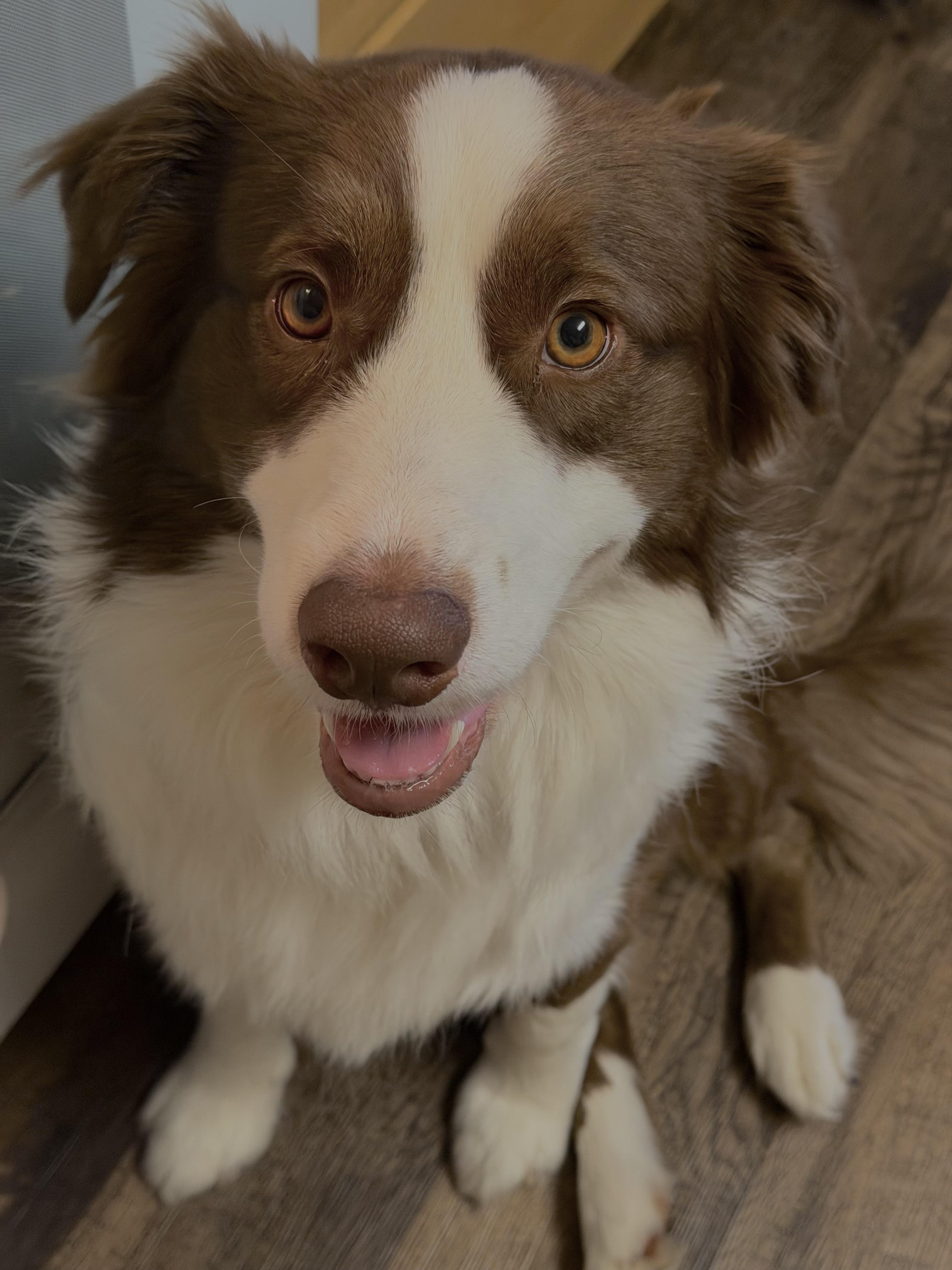 Enlarge Azzaro, a ADOPTABLE Australian Shepherd in Davis, CA image 1/6