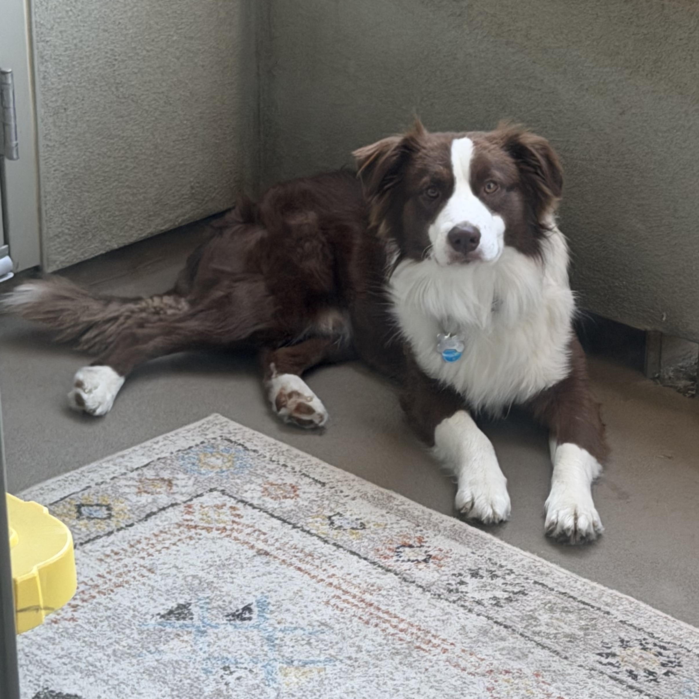 Enlarge Azzaro, a ADOPTABLE Australian Shepherd in Davis, CA image 3/6
