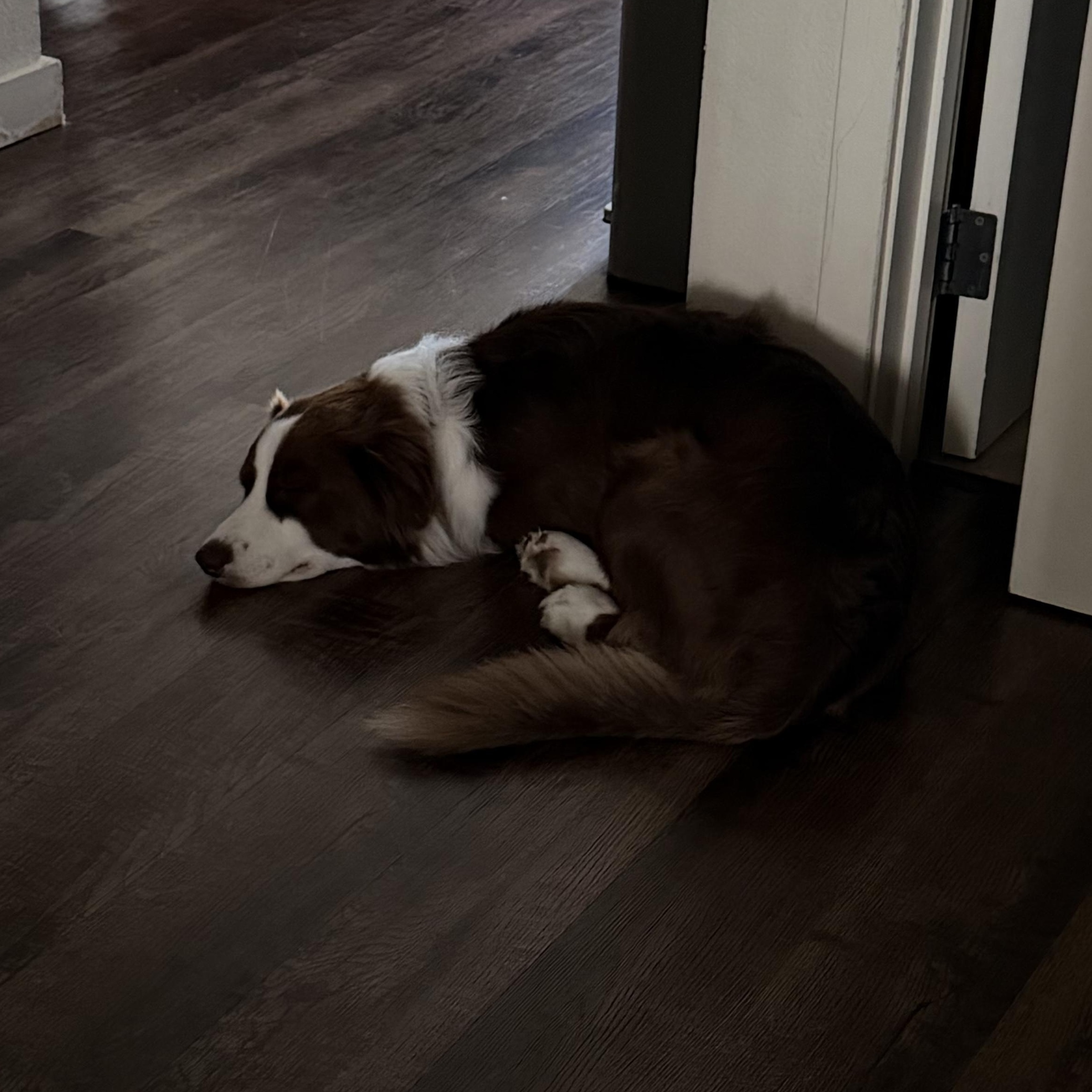 Enlarge Azzaro, a ADOPTABLE Australian Shepherd in Davis, CA image 5/6