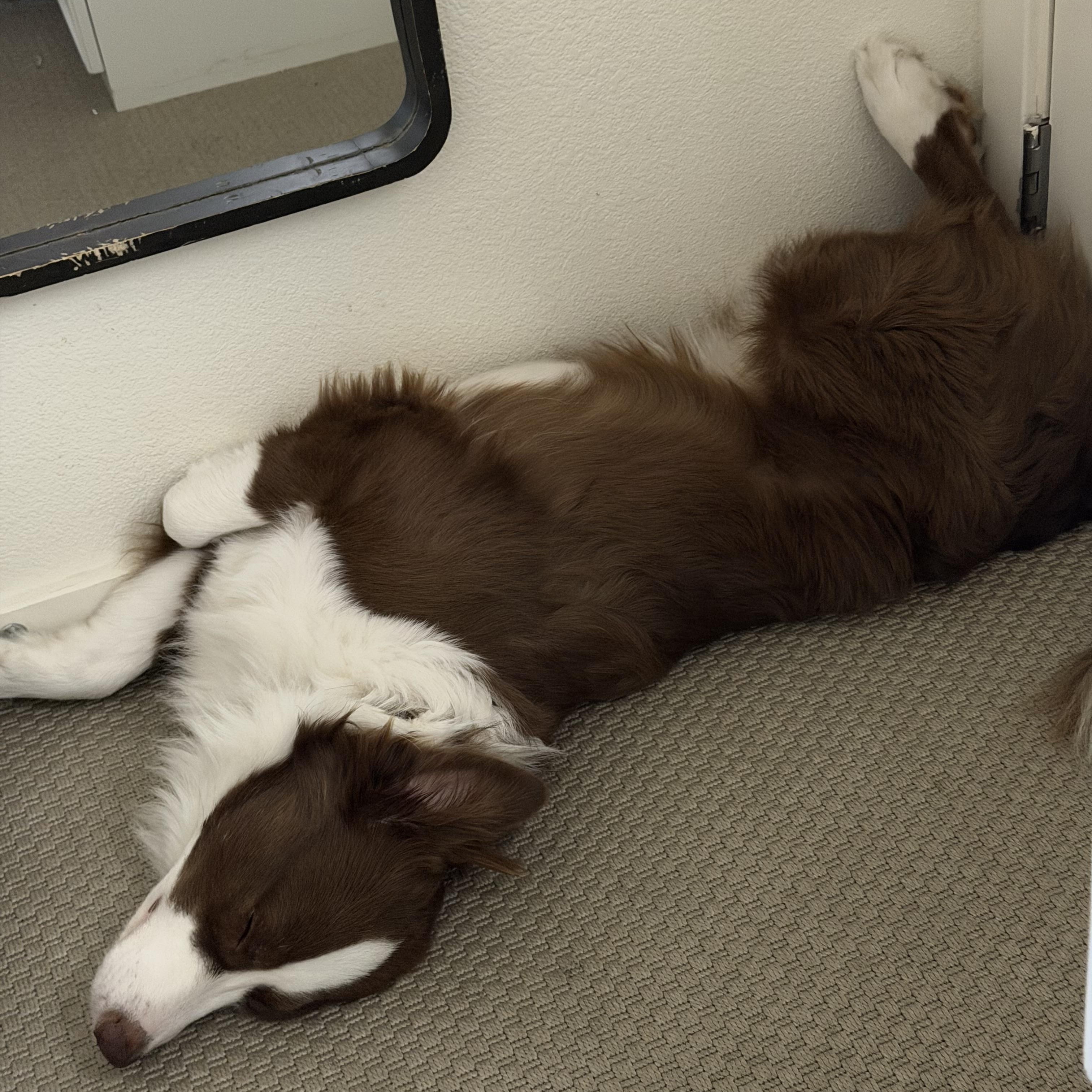 Enlarge Azzaro, a ADOPTABLE Australian Shepherd in Davis, CA image 4/6