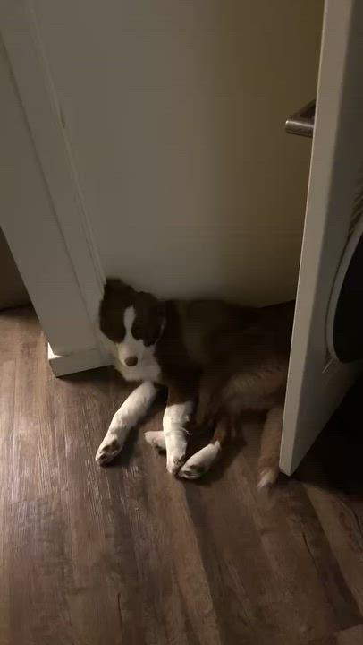 Enlarge Azzaro, a ADOPTABLE Australian Shepherd in Davis, CA video 6/6