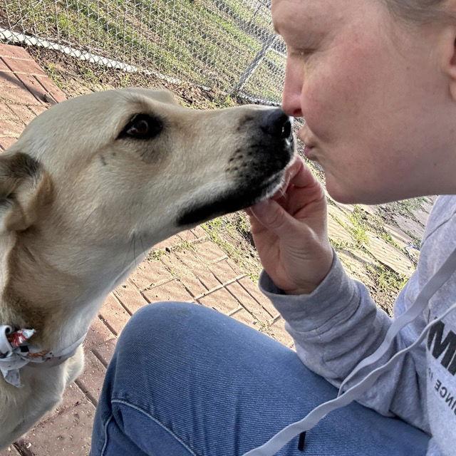 Ashley, Adoptable, Adult Female Labrador Retriever.