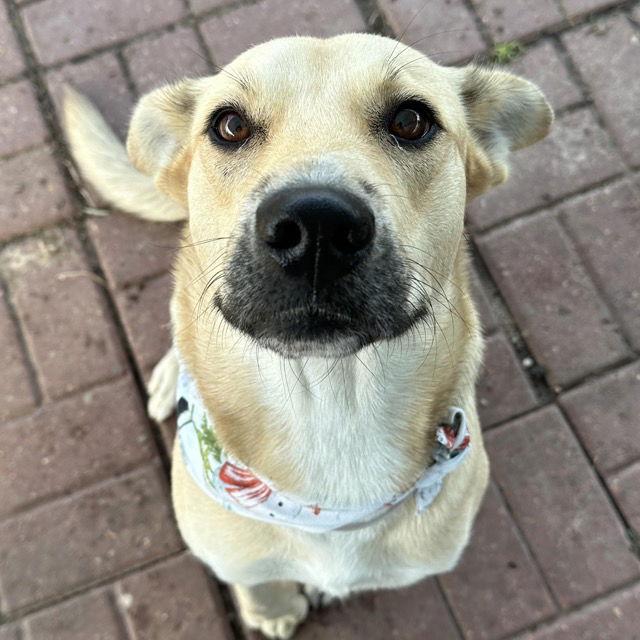 Ashley, a Adoptable Labrador Retriever in Evergreen, CO image 2/3