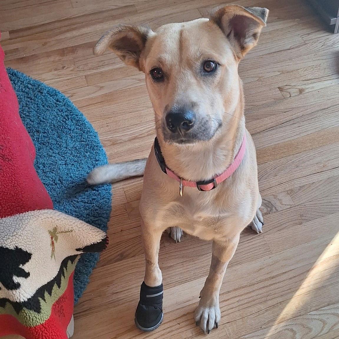 Ashley, a Adoptable Labrador Retriever in Evergreen, CO image 3/3