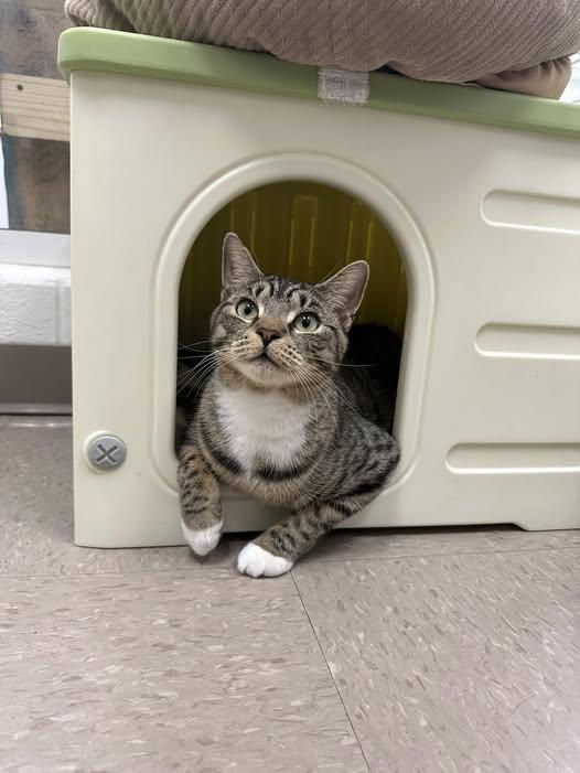 Cara Cara, Adoptable, Adult Female Domestic Short Hair.