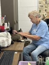 Enlarge Cara Cara, a Adoptable Domestic Short Hair in Maidens, VA image 2/3