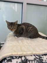 Enlarge Cara Cara, a Adoptable Domestic Short Hair in Maidens, VA image 3/3