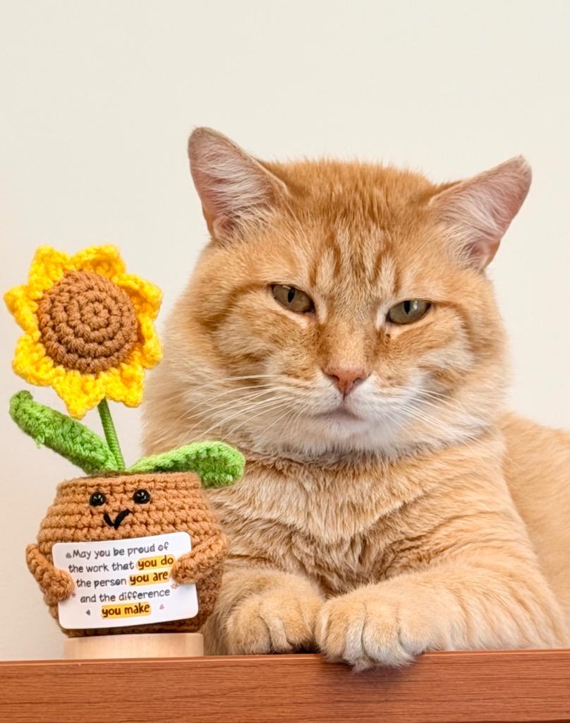 Enlarge Puff, a Adoptable mixed breed in Cape Coral, FL image 1/5