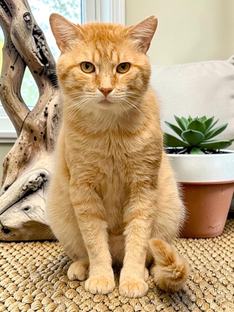 Enlarge Puff, a Adoptable mixed breed in Cape Coral, FL image 2/5