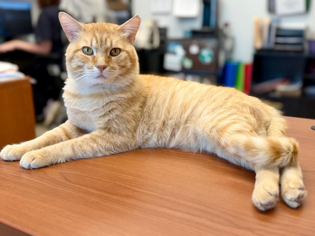 Enlarge Puff, a Adoptable mixed breed in Cape Coral, FL image 5/5