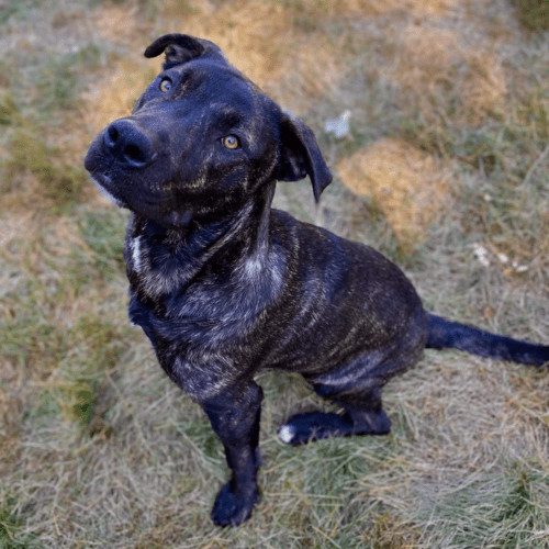 Joel Miller, a Adoptable mixed breed in Redmond, WA image 2/5