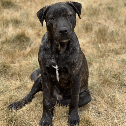Joel Miller, a Adoptable mixed breed in Redmond, WA image 3/5