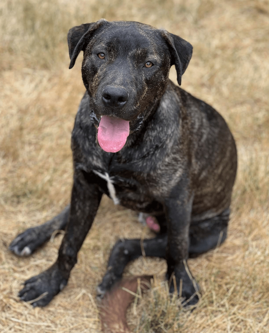 Joel Miller, a Adoptable mixed breed in Redmond, WA image 4/5