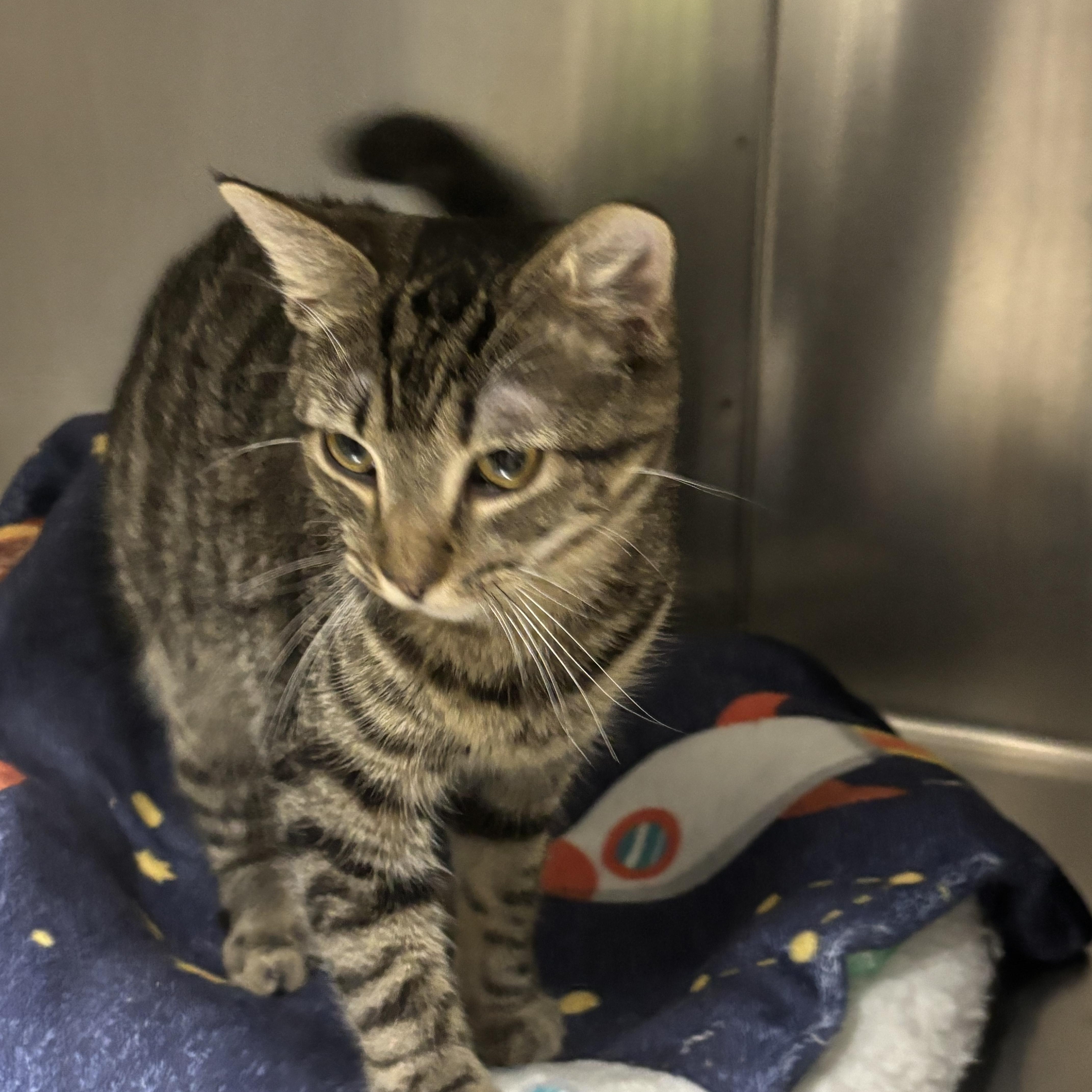 Enlarge Nutty buddy, a Adopted Domestic Short Hair in Collierville, TN image 2/2