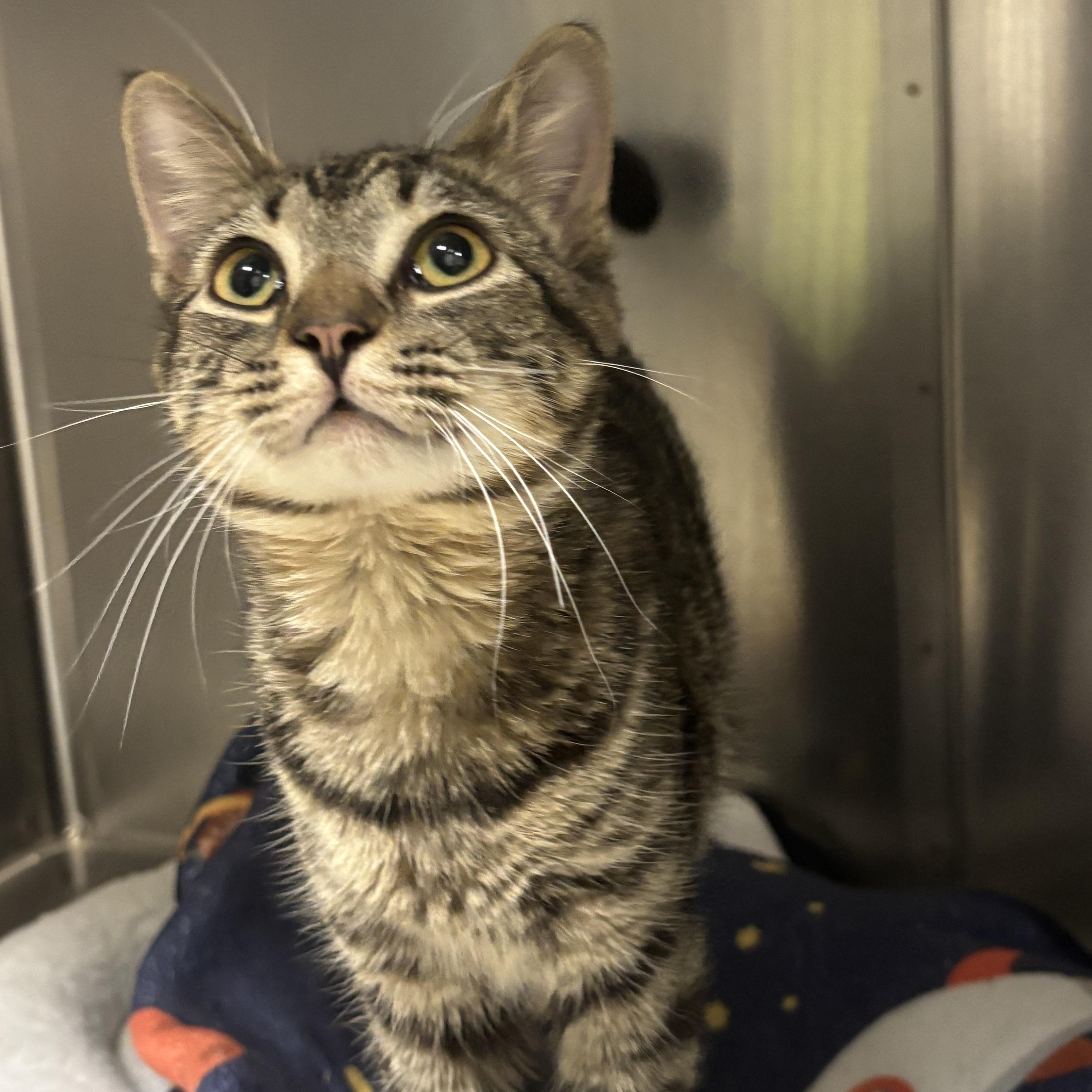 Nutty buddy, Adopted, Young Male Domestic Short Hair.