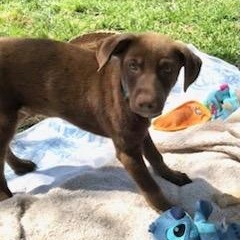 Enlarge Jack (Houston Pups), an adopted mixed breed in Orchard Park, NY image 5/6