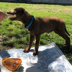 Enlarge Jack (Houston Pups), an adopted mixed breed in Orchard Park, NY image 6/6