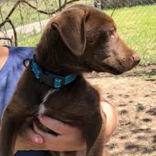 Enlarge Jack (Houston Pups), an adopted mixed breed in Orchard Park, NY image 2/6