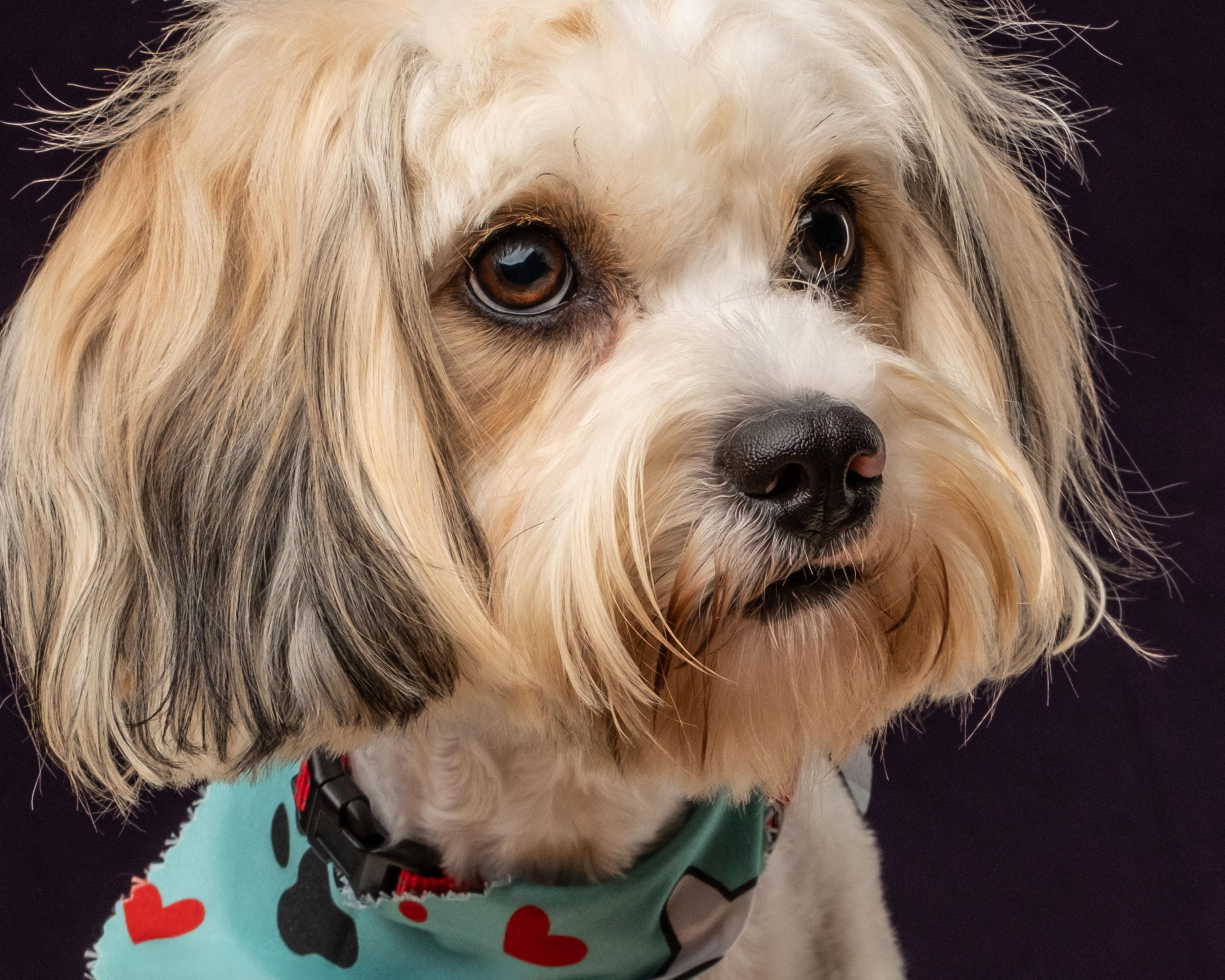 Juna, a Adoptable mixed breed in Aiken, SC image 3/5