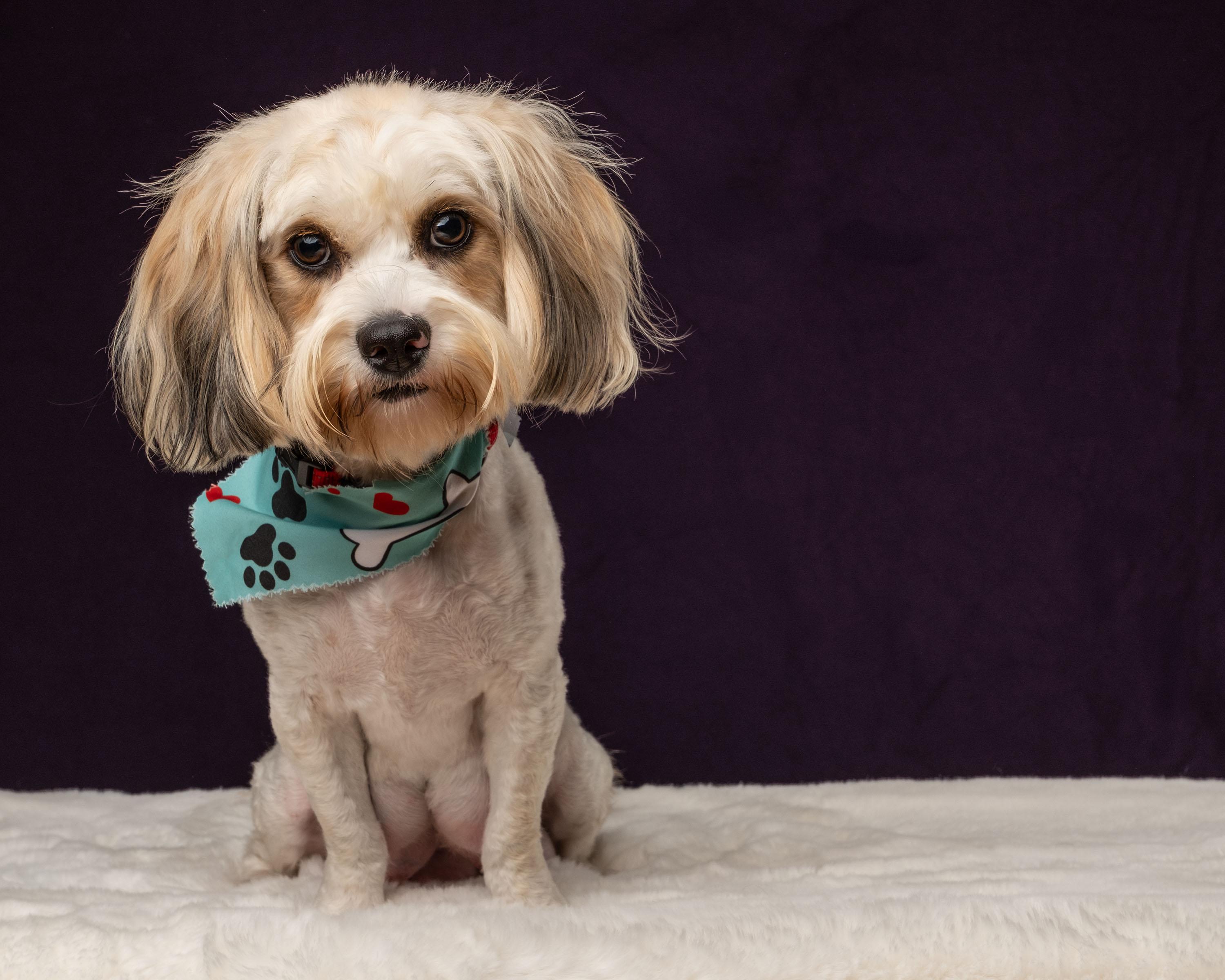 Juna, a Adoptable mixed breed in Aiken, SC image 5/5