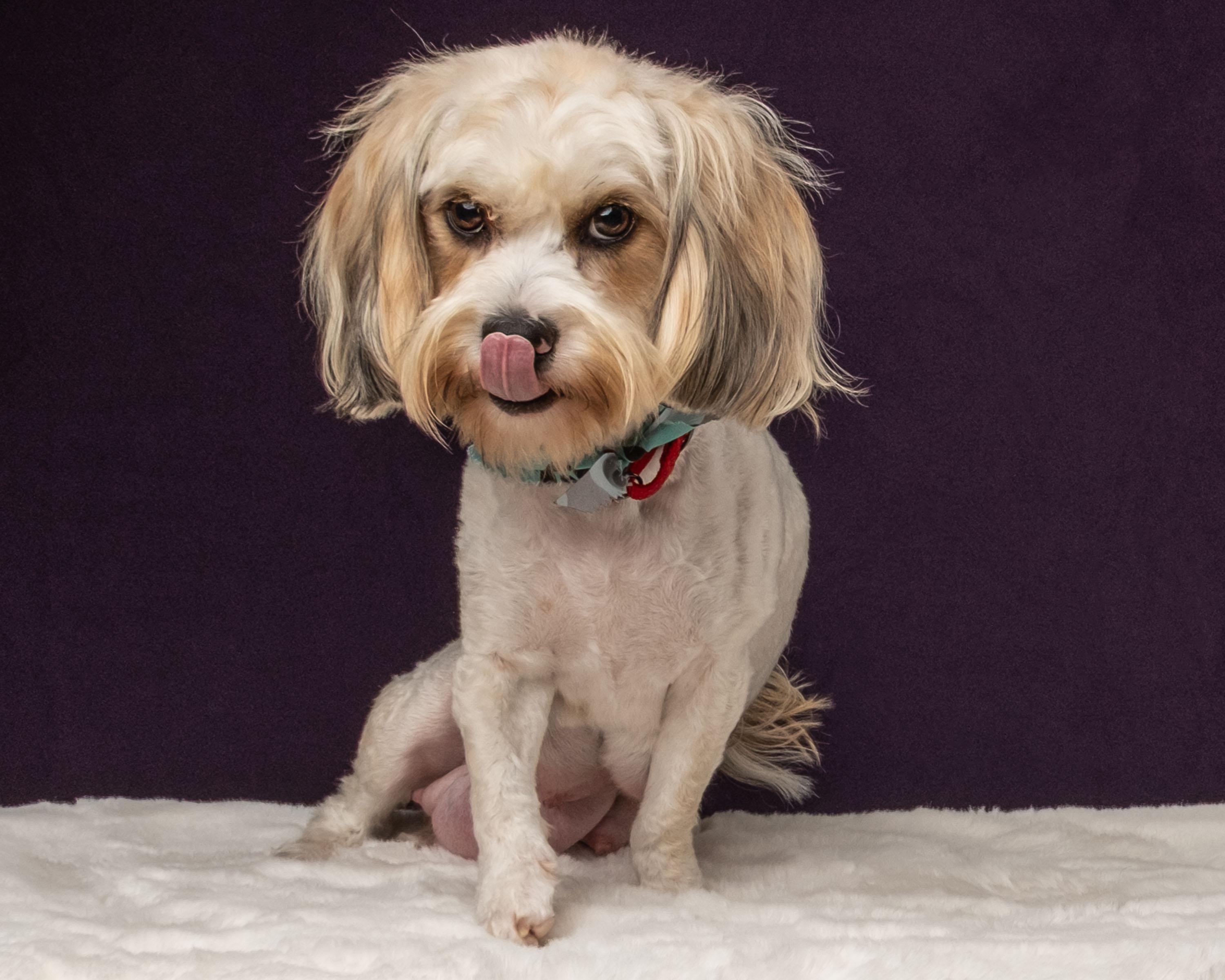 Juna, a Adoptable mixed breed in Aiken, SC image 4/5