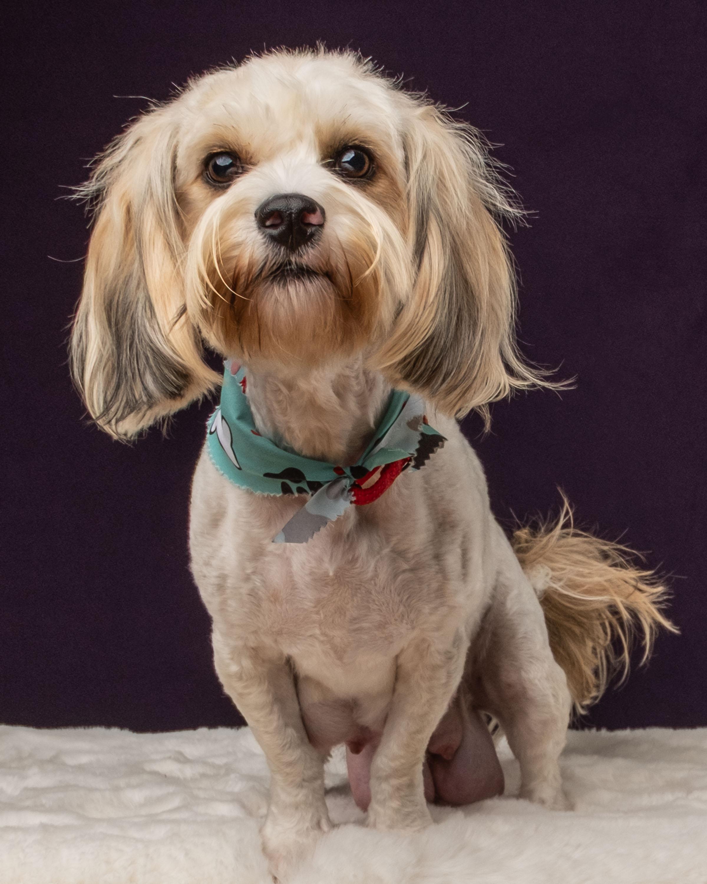 Juna, Adoptable, Young Female Shih Tzu & Lhasa Apso.