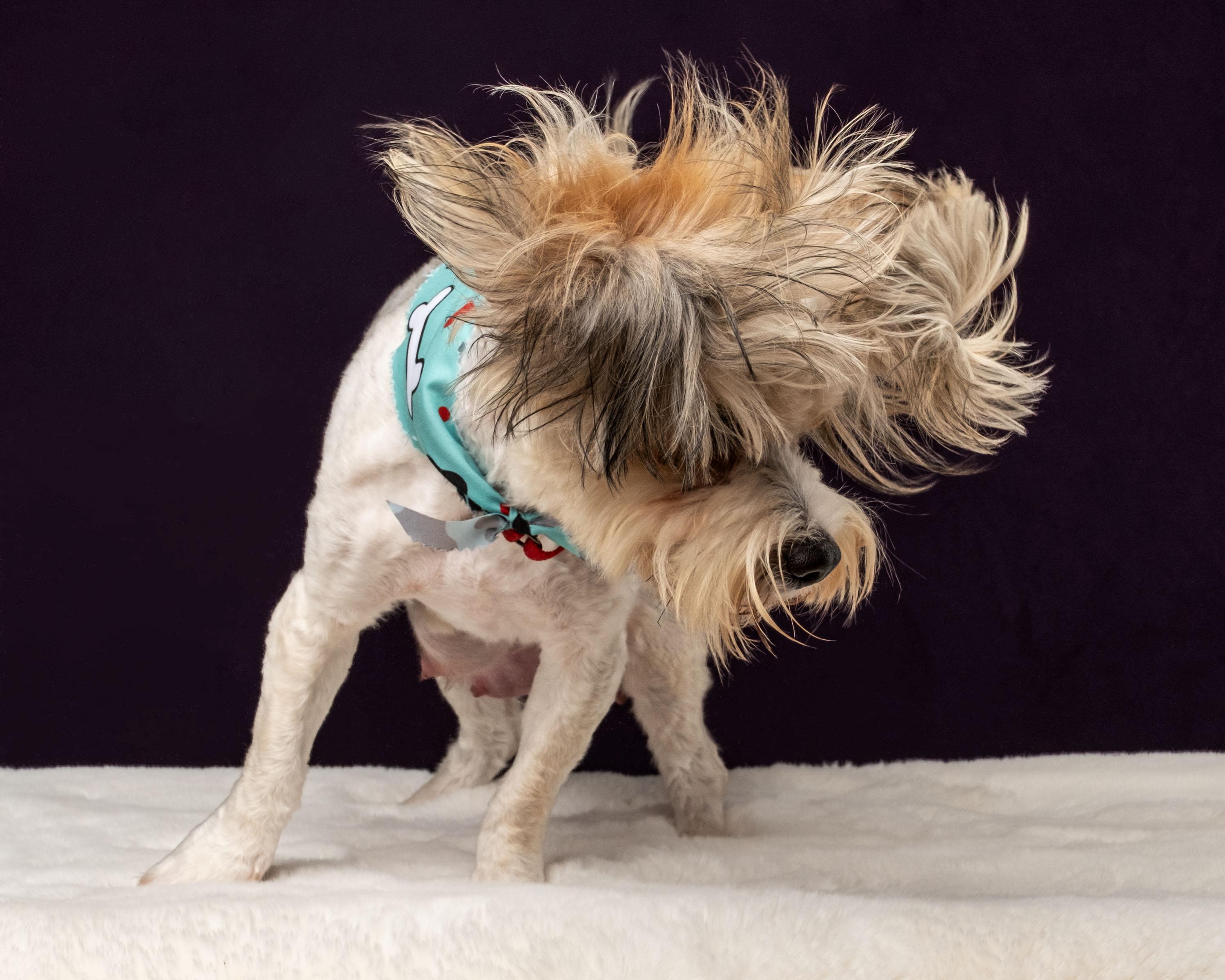 Juna, a Adoptable mixed breed in Aiken, SC image 2/5