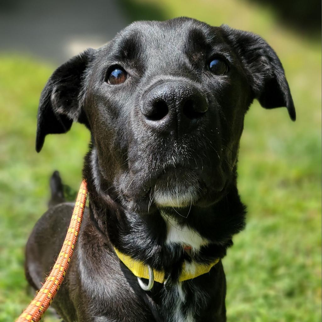 Lynkz, Adoptable, Adult Male Mixed Breed.