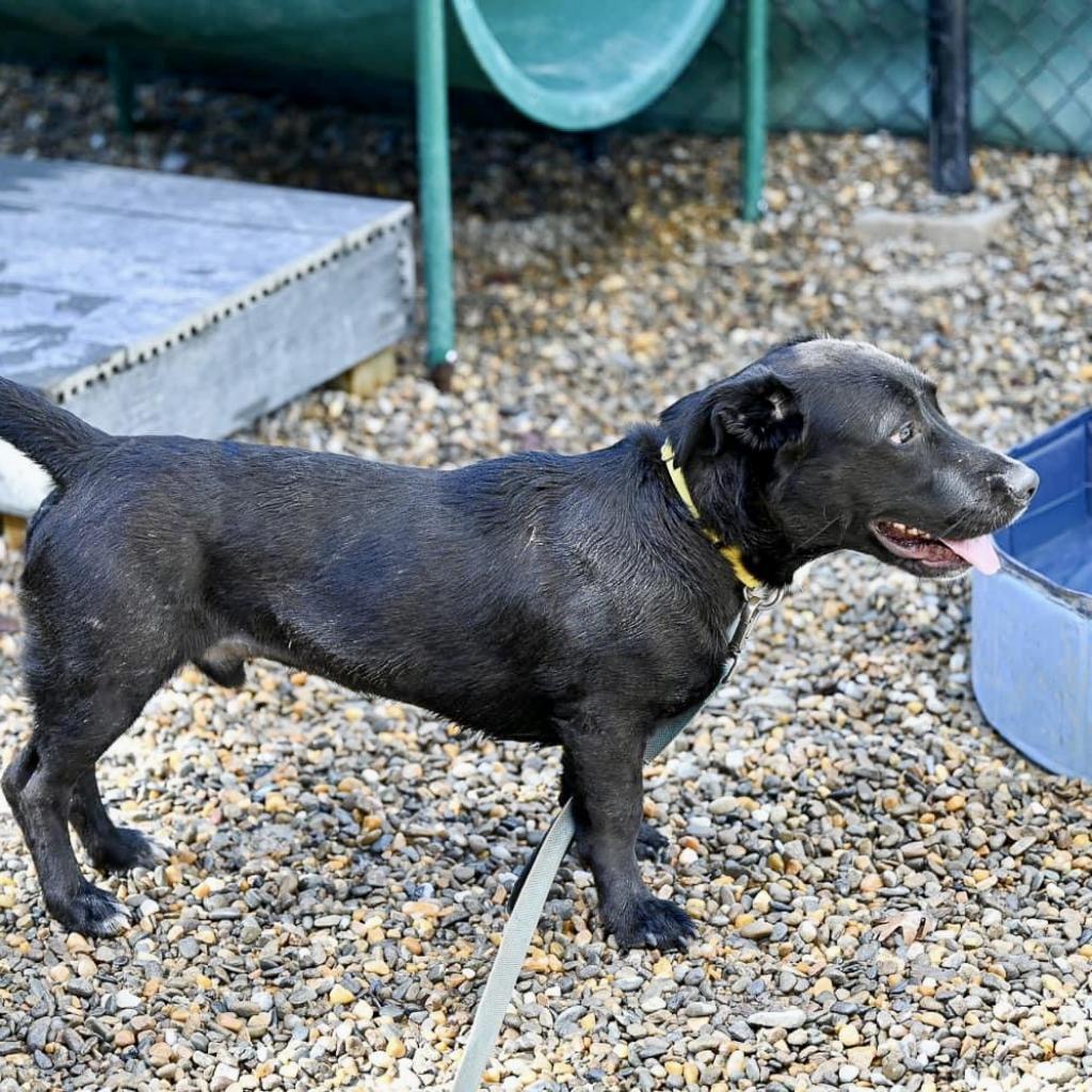 Enlarge Lynkz, a Adoptable Mixed Breed in Asheville, NC image 2/6