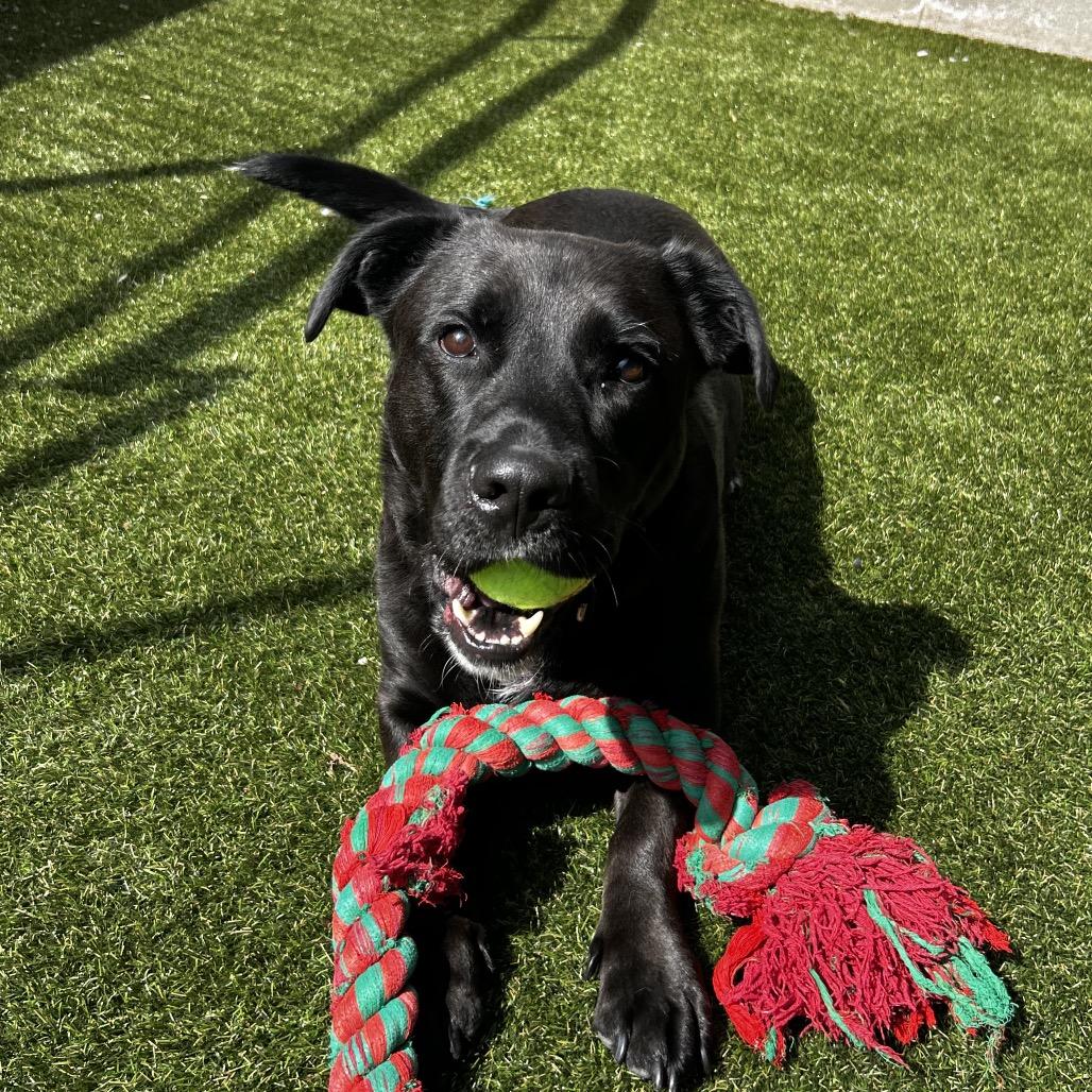 Enlarge Lynkz, a Adoptable Mixed Breed in Asheville, NC image 3/6
